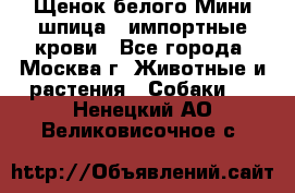 Щенок белого Мини шпица , импортные крови - Все города, Москва г. Животные и растения » Собаки   . Ненецкий АО,Великовисочное с.